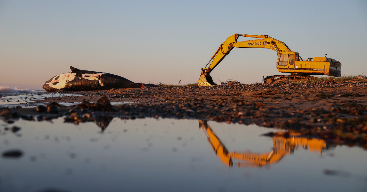 Two robotic buoys will relay location info on North Atlantic right whales back to shore so mariners and the public can help save the endangered species.