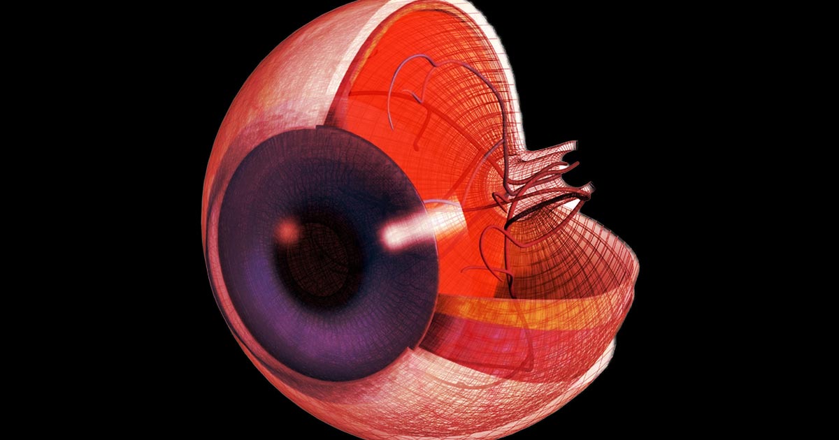 Researchers from Switzerland and the US say they brought neurons and retinal cells back to "life" after death. The eye cells detected color and light.