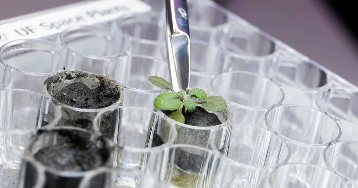 Scientists from the University of Florida say they've successfully grown plants in samples of lunar soil collected during three Apollo missions.