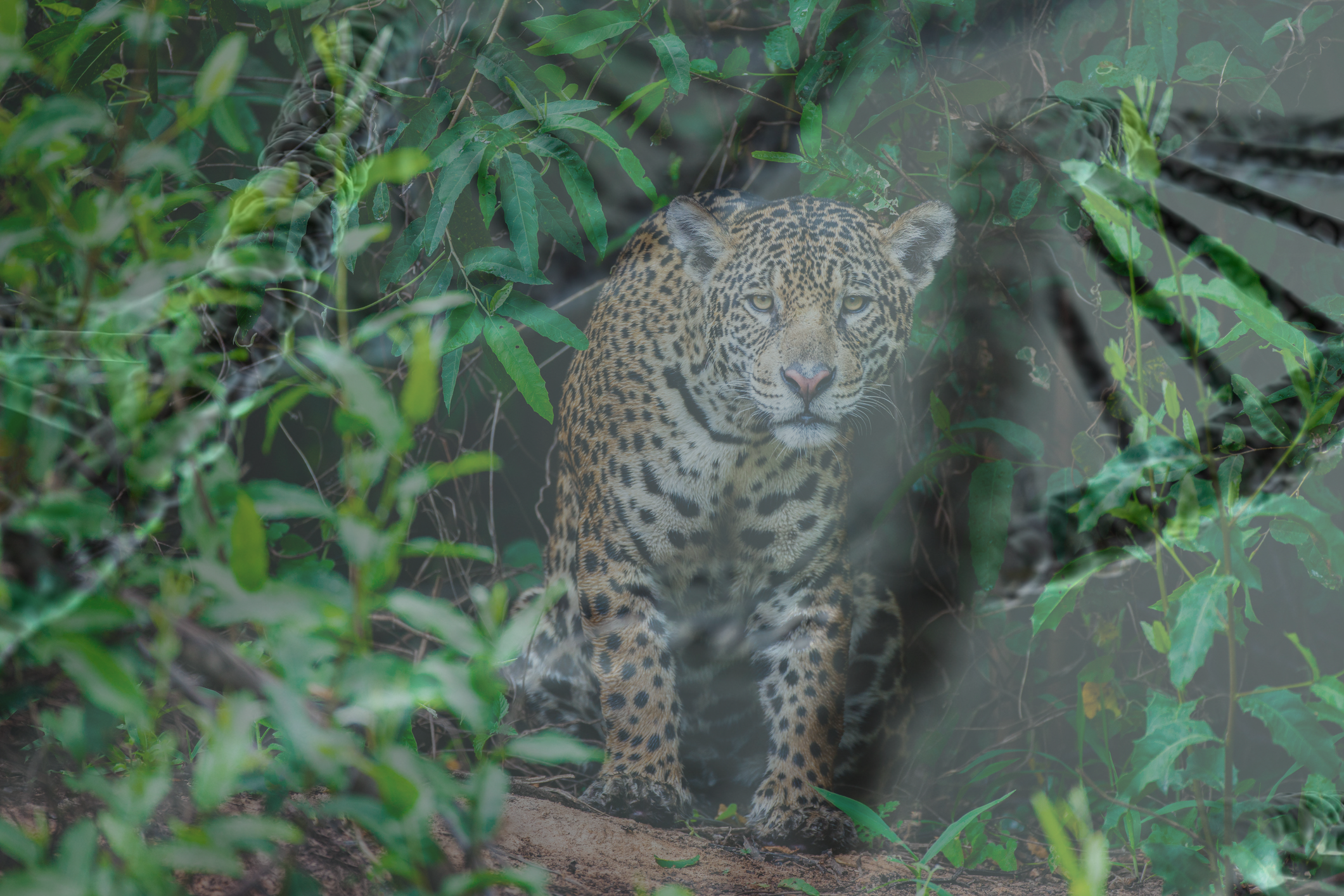 Animal researchers in the UK are teaming up with Chester Zoo to save endangered animal species from going extinct using crogenetically frozen tissues.