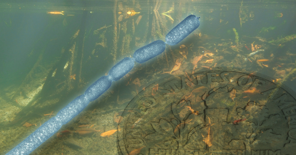 Giant bacteria, Ca. Thiomargarita magnifica, have been found in Guadeloupe. They have organelles, DNA and measure one centimeter long.