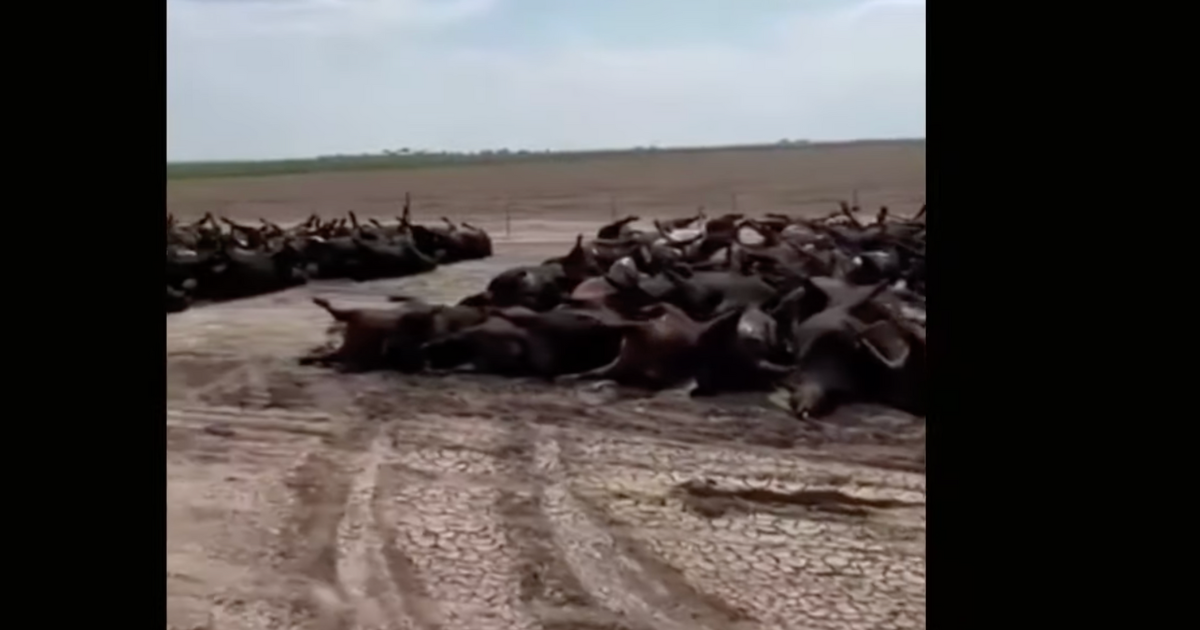 Cattle are dying by the thousands because of an intense heat wave. The The Kansas Department of Health and Environment confirmed at least 2,000 dead cattle.