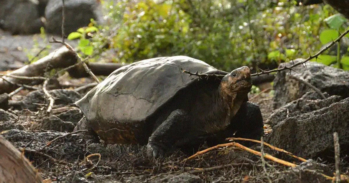 Behold Fernanda, who, through genetic sequencing, has been confirmed as the only known Fernandina Giant Tortoise in the world.