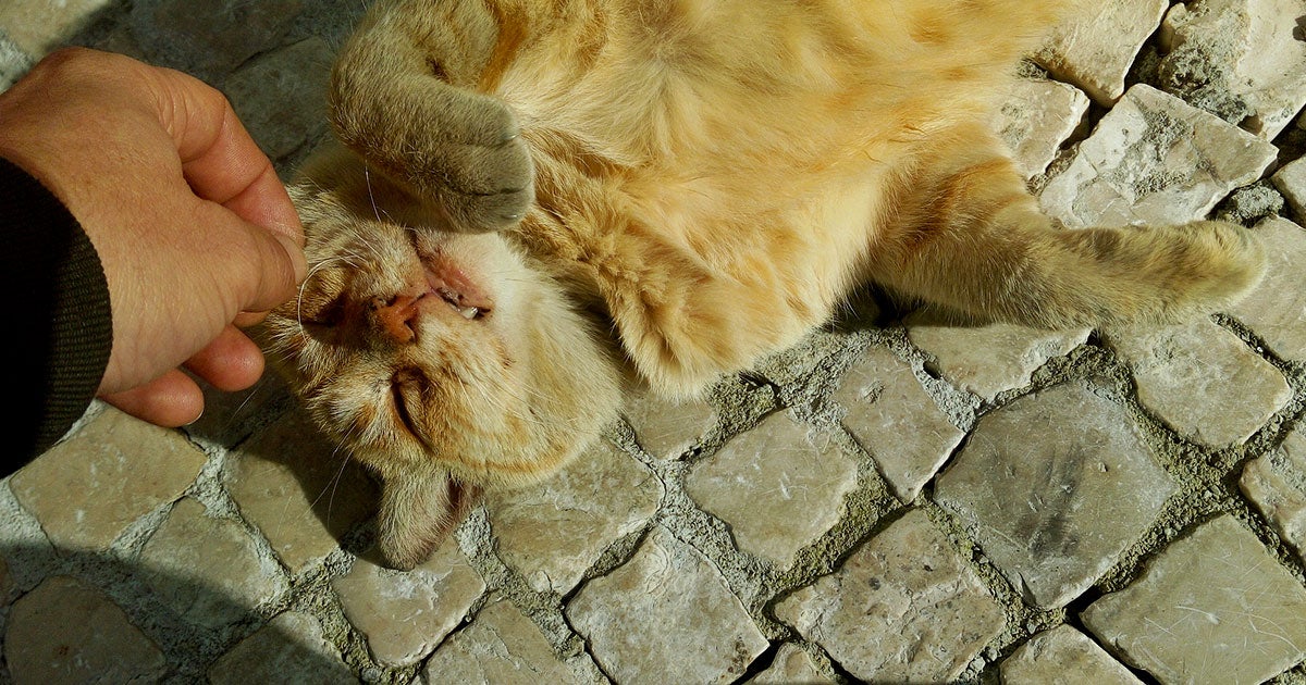 Feline appreciation of catnip may go deeper than we thought. Scientists say that when cats "damage" catnip it releases iridoids that repel mosquitoes. 
