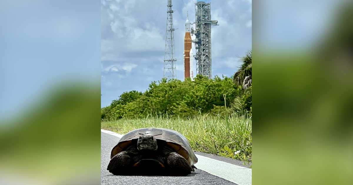 Obsessed with this sizable turtle, which NASA caught smiling in front of their colossal Space Launch System (SLS) megarocket.