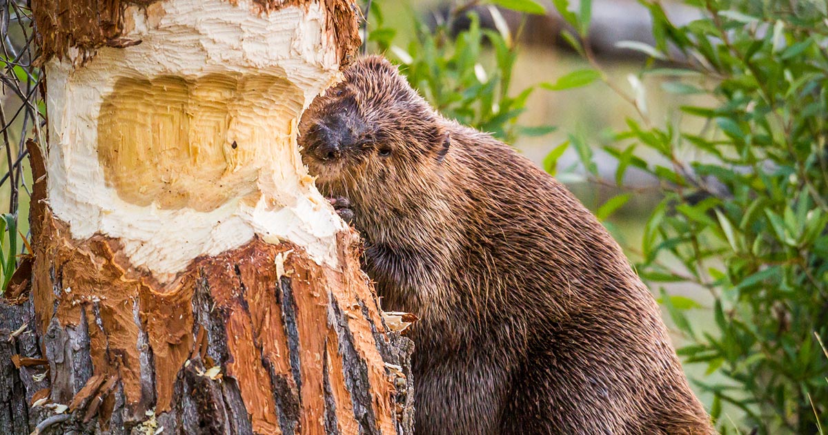 A marauding beaver has plunged several small towns into an internet blackout in northern BC, Canada, after chewing through the base of an aspen tree.
