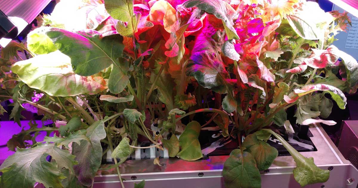 NASA Flight Engineer Jessica Watkins has harvested radishes and mizuna greens aboard the ISS — successfully grown without any soil whatsoever.