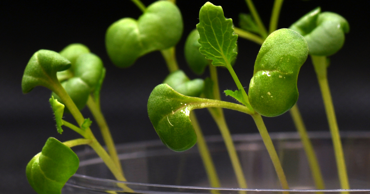 Scientists at UC Riverside and the University of Delaware say they convinced food-bearing plants to grow in total darkness with acetate.