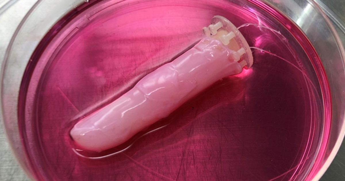 Scientists at the University of Tokyo have created a fleshy and "slightly sweaty" robotic finger that is covered in a pink layer of living skin.