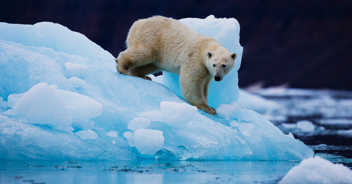 Around 300 secret polar bears have been secluded from other polar bear populations in Greenland for about 200 years, scientists said in a new study.