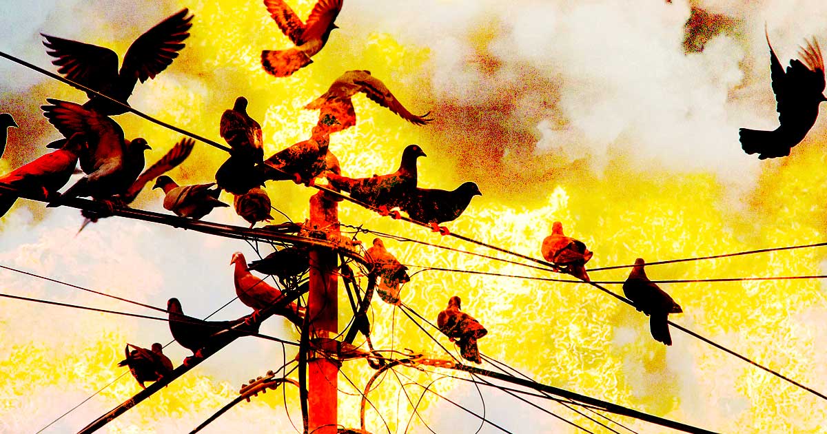 Colorado researchers say 44 wildfire events were caused by electrocuted birds in the US between 2014 and 2018. Birds catch fire and fall to the ground.