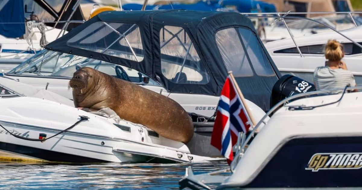 Upon arriving at harbors in Norway, this Freya the Walrus has chosen chaos: in her endless pursuit of sunny naps, she's has been sinking tiny Nordic boats.