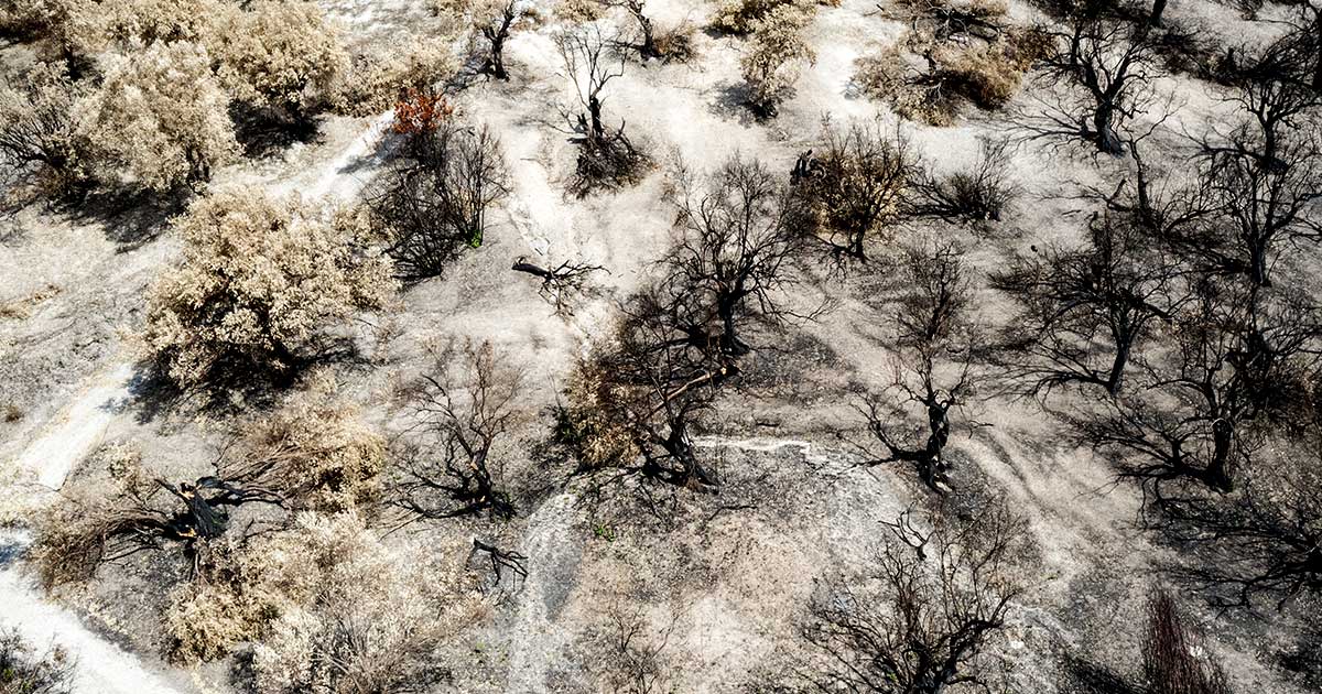 While addressing legislators on Thursday, EU commissioner Maroš Šefčovič warned that "the present drought in Europe could become the worst ever."