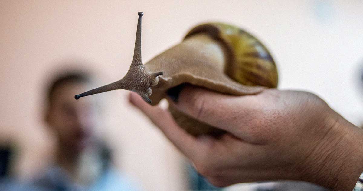 Florida is facing yet another invasion of the giant African snail, which can grow up to eight inches long and pose a serious health risk to humans.