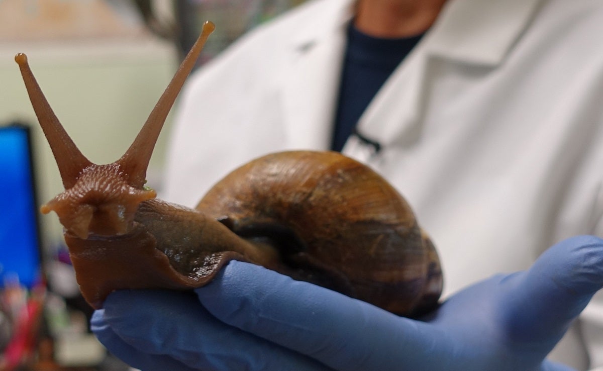 Florida authorities say the Giant African Land Snail carries rat lungworm, a deadly parasite that causes meningitis. Around 2,000 snails have been found.