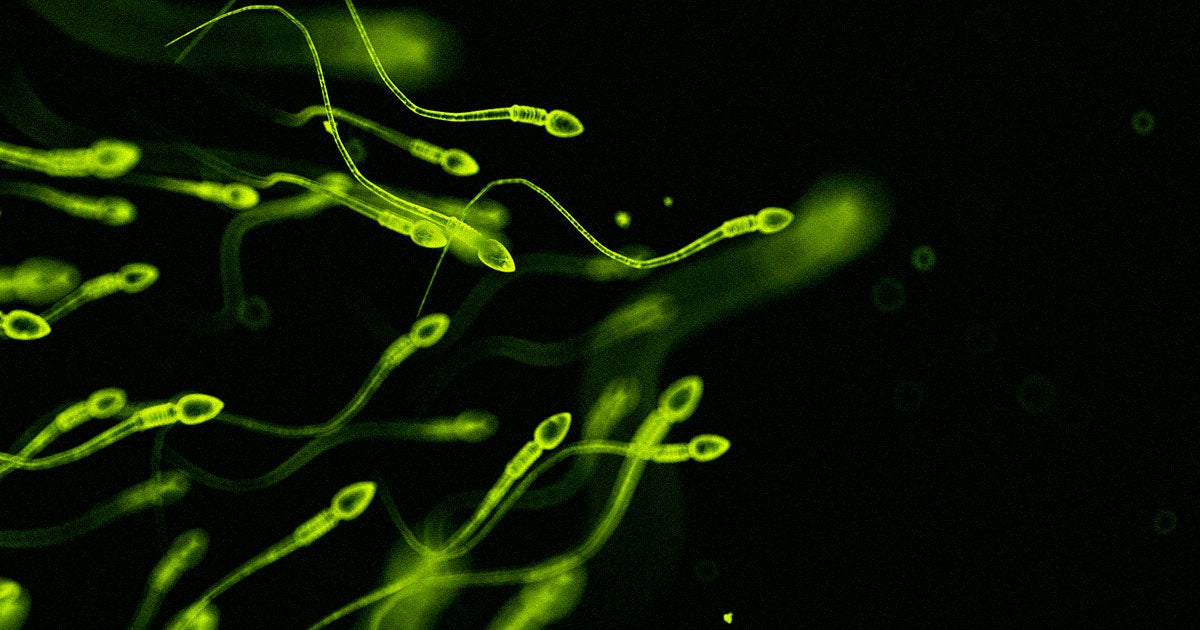 The families of fallen Israeli soldiers are having the dead's sperm harvested, with the hope of that it will one day be used to father a child.