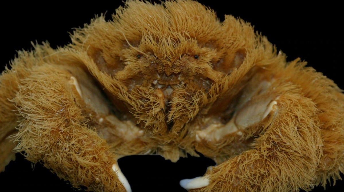 "All members of this group of crabs are hairy to some extent but this one is ridiculous," said Andrew Hosie, an expert at the Western Australia Museum.
