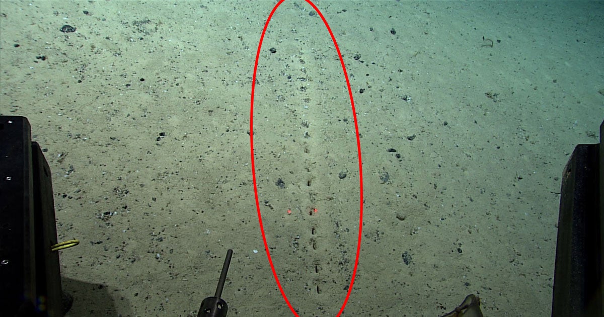 NOAA Ocean Exploration scientists came across a series of organized sublinear holes on the Mid-Atlantic ocean floor, and it's unclear who or what made them.