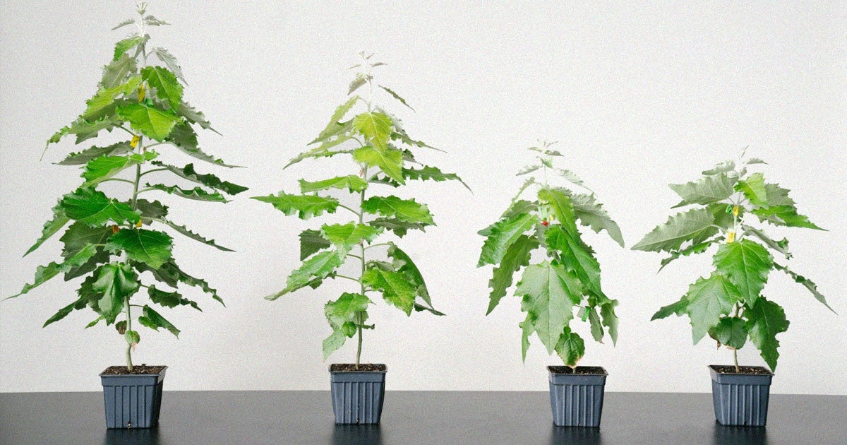 Living Carbon has gone back to carbon capture's literal roots, but with a twist: they've created genetically-modified, fast-growing trees.