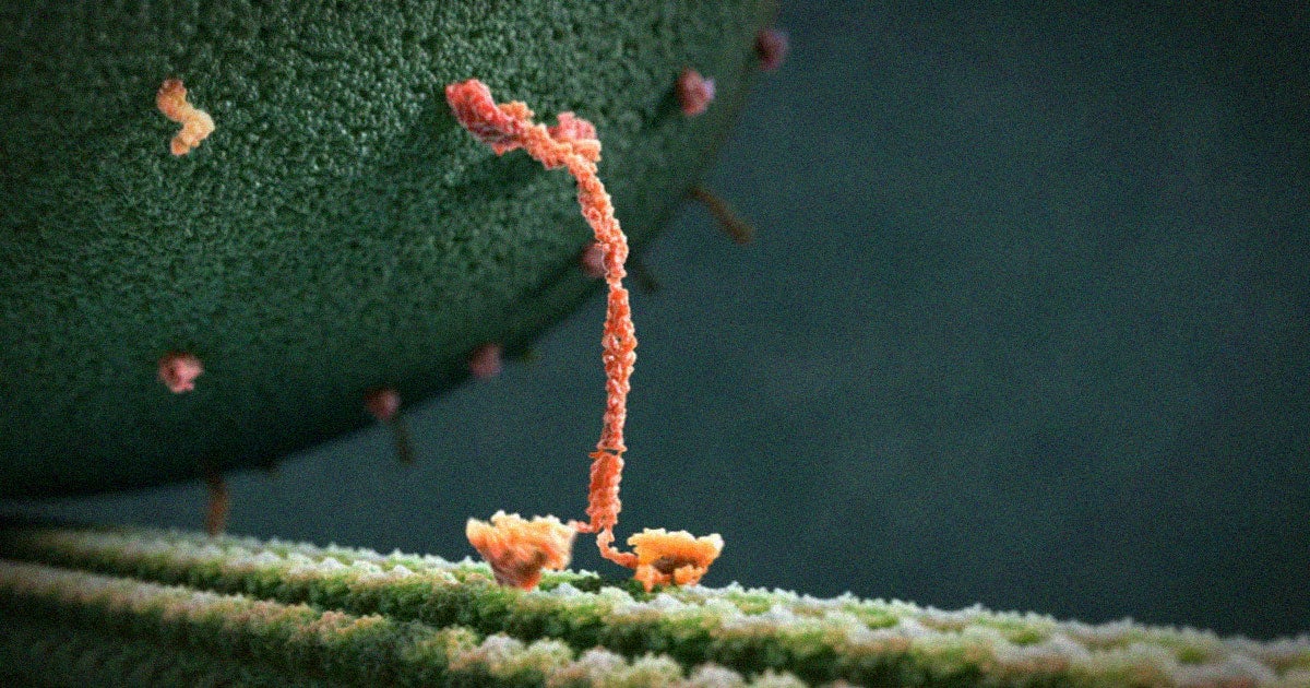 A viral Twitter video claims to illustrate how motor proteins move. It's fun, but incorrect — and what those molecules actually do is way cooler.