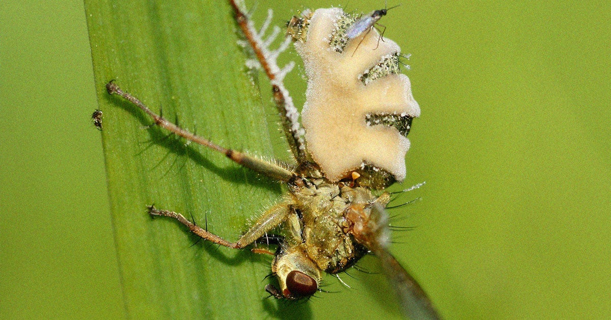 Welcome to hell. A (checks notes) zombie fungus is infecting female flies and (checks notes) seducing male flies into mating with their undead corpses.