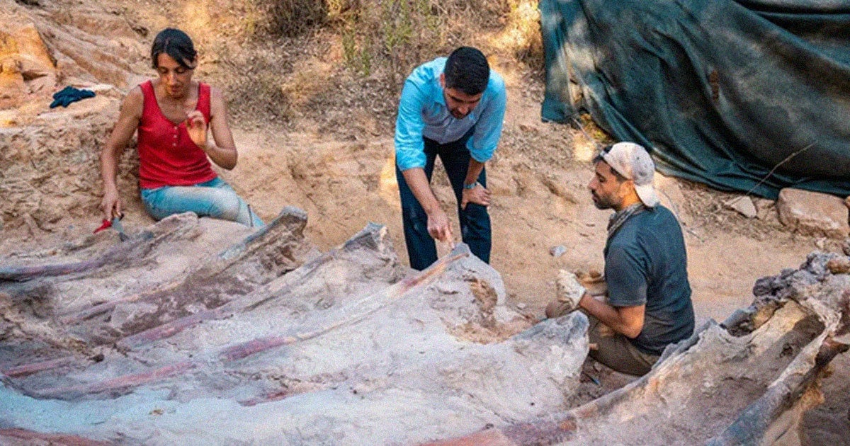A new fossil found in a man's backyard may be the biggest ever discovered in Europe. The Late Jurassic sauropod is 82 feet long and nearly 40 feet tall.