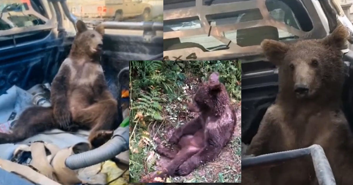An extremely unlucky Turkish black bear cub got its hands on a pretty questionable treat: hallucinogenic "mad honey" that had it go on a very bad trip.