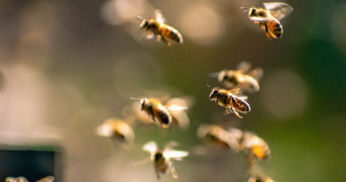 Climate change makes bee wings more asymmetrical because they develop in difficult climate and environmental conditions, two new studies say.
