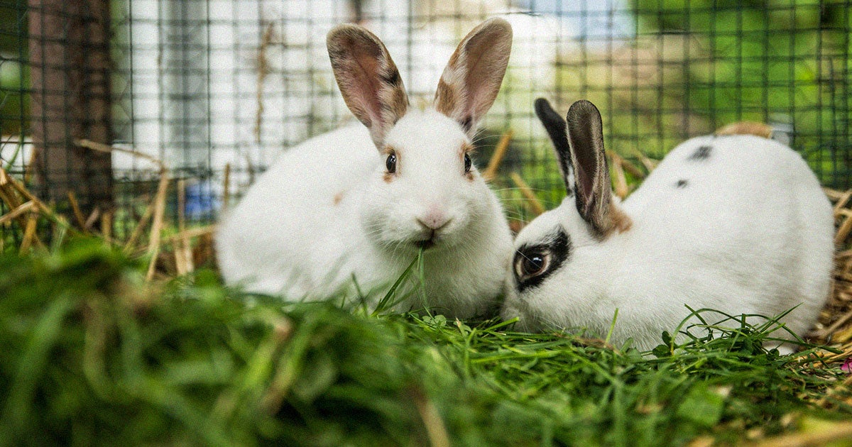 A garden hole dug by some bunnies in the Netherlands led to the discovery of at least three humans' remains — a particularly grim finding.