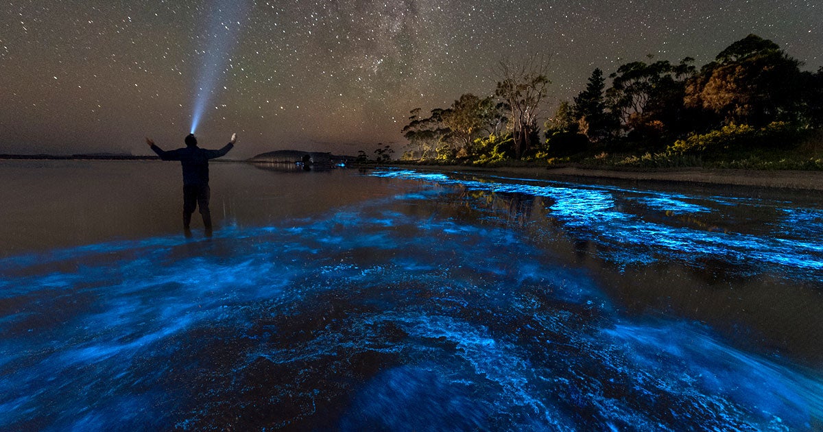 Scientist suggest seeding the planet's oceans with more phytoplankton, organisms that are already responsible for producing 50 percent of the oxygen.