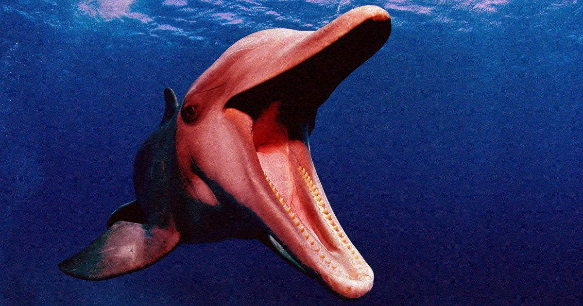 Stay out of the water, because Fukui city officials warn of an aggressive dolphin that's attacked and injured at least six people so far.