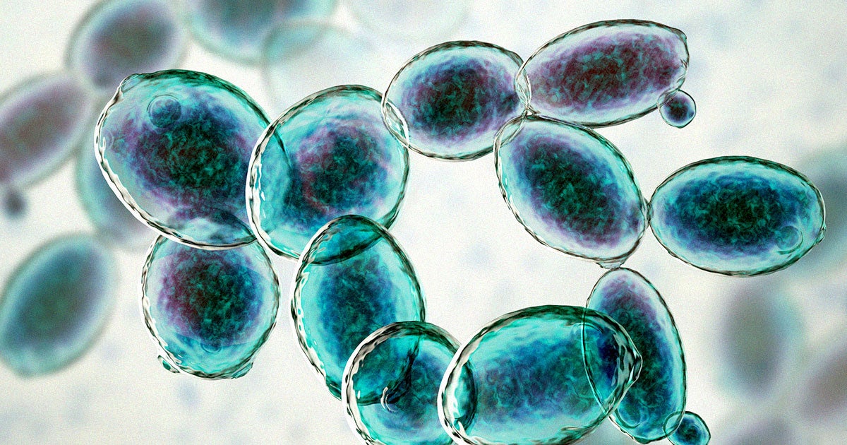 A team of scientists in the Netherlands managed to successfully insert human muscle genes into a bit of baker's yeast for the first time.