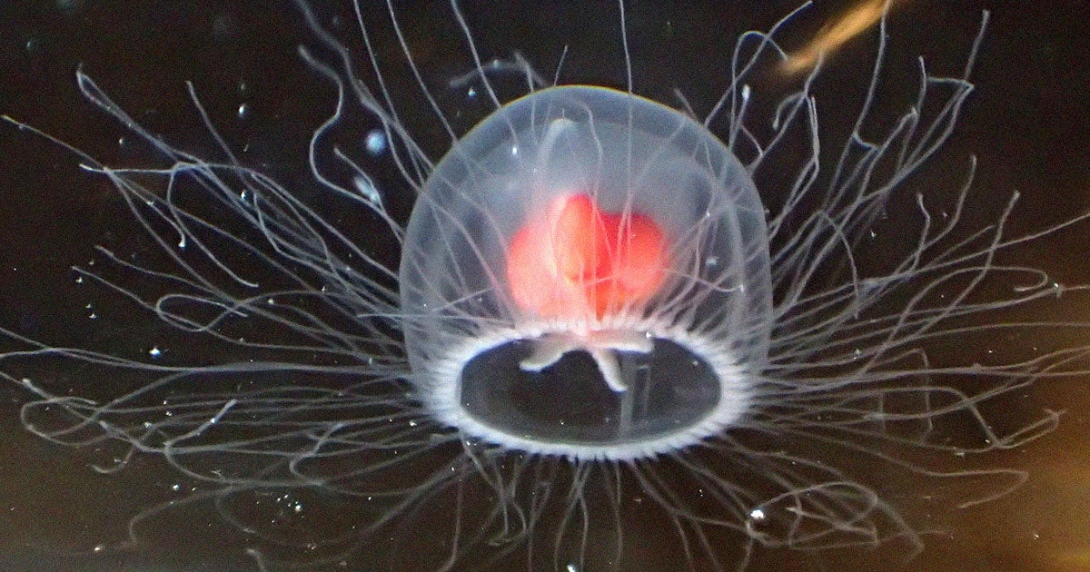 Scientists study the immortal jellyfish to learn about its DNA reproduction, life cycle and telomeres. New research reveals its special genes.