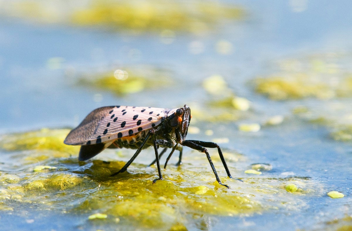 The spotted lanternfly, though invasive and devastating to grape vines and fruit trees, is beautiful. But does that mean it deserves mercy?
