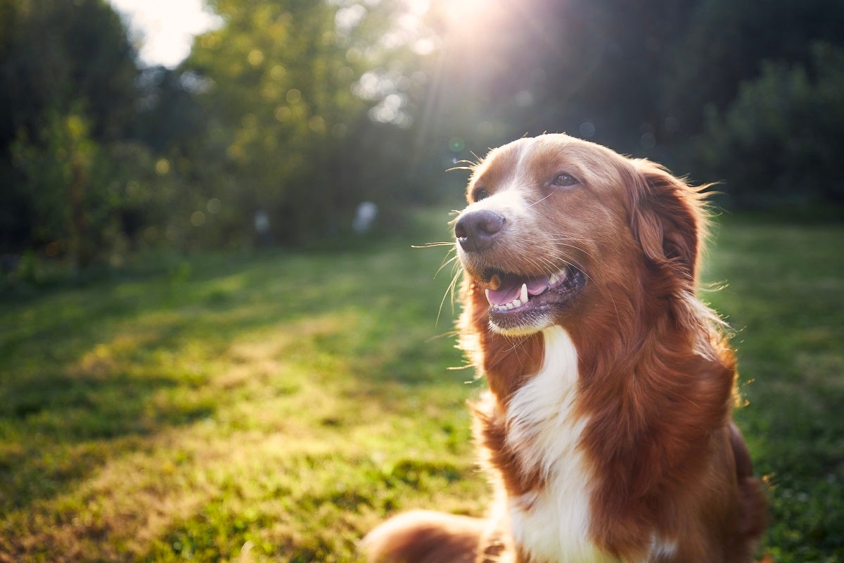 Dogs literally cry tears of joy when they see their owners after they've been away, scientists have found in the first study of its kind.
