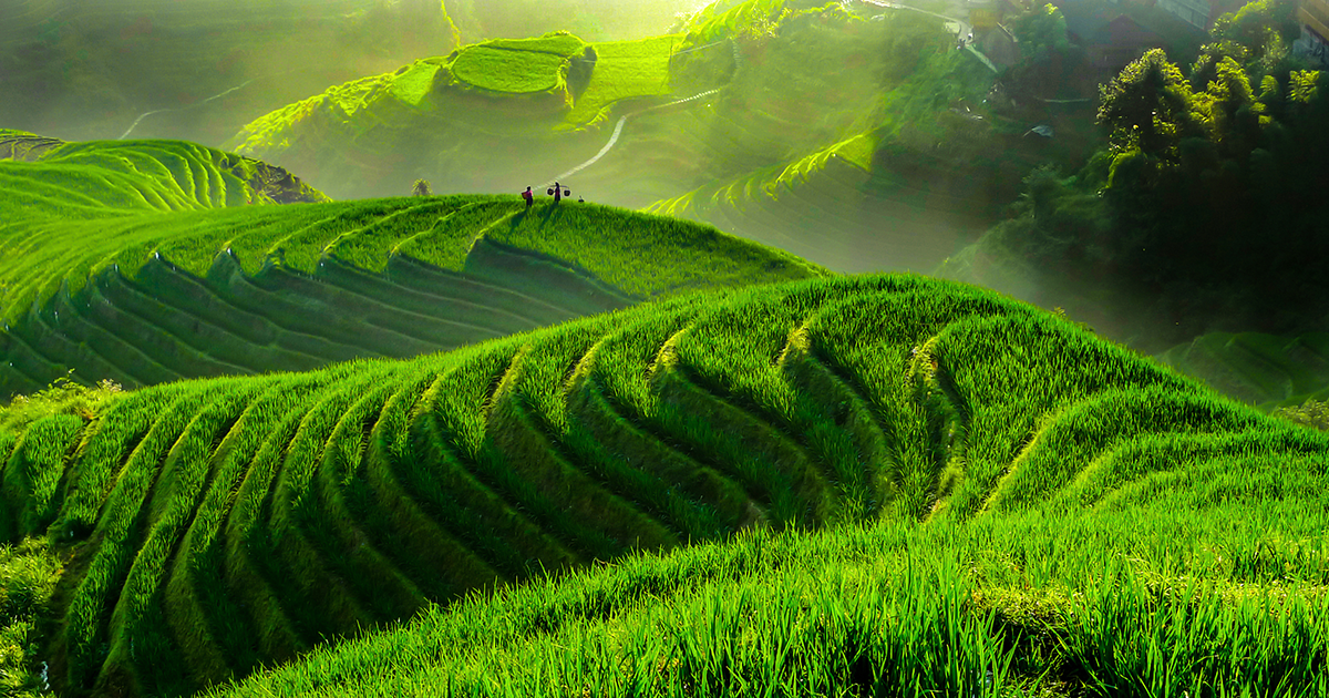 After three years of testing in the field, scientists in China claim that they've identified a way to engineer transgenic rice that needs less fertilizer.