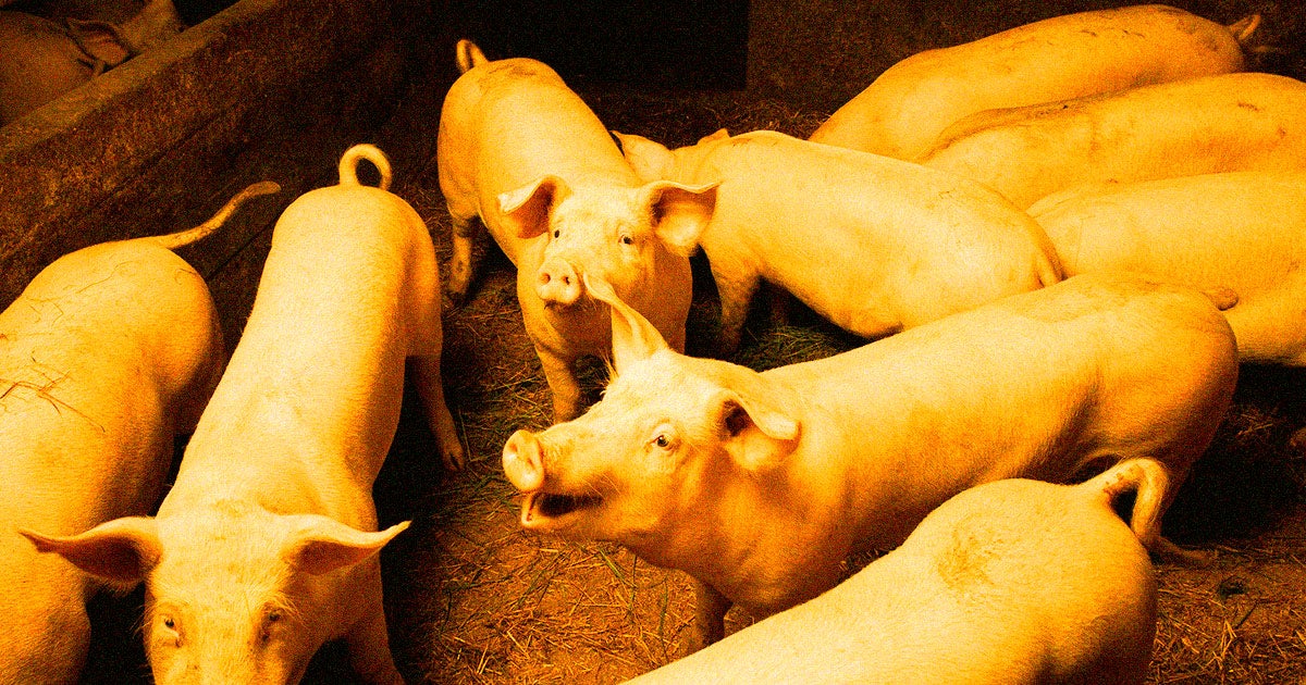 A team of researchers using "OrganEx" technology were able to stave off cell death and partially restart the organ functions of dead pigs.