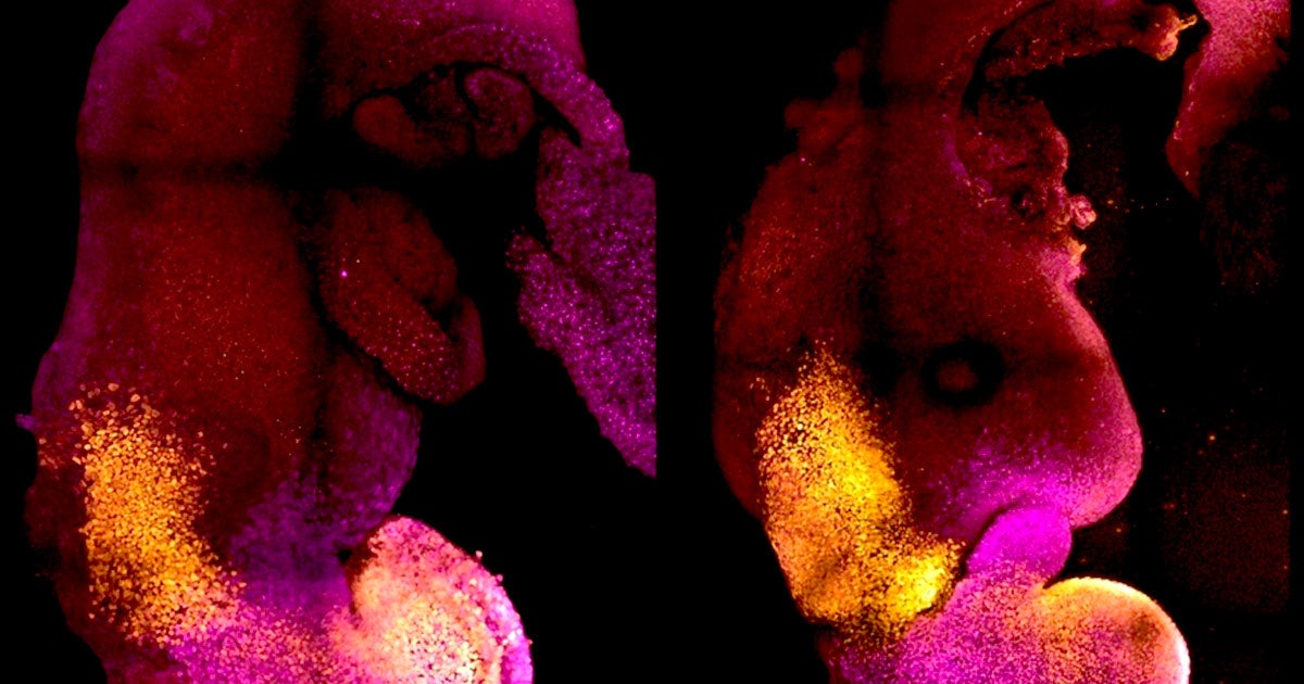 A team of scientists in the UK have created "synthetic" mouse embryos without egg or sperm cells. It's a breakthrough in the field of genetic engineering.