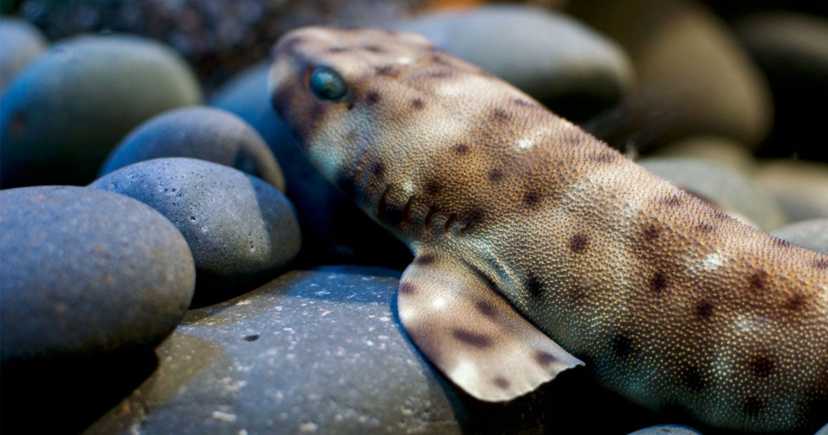 Do not panic when you read the following sentence: there are now walking sharks who have come out of the ocean to walk on land.