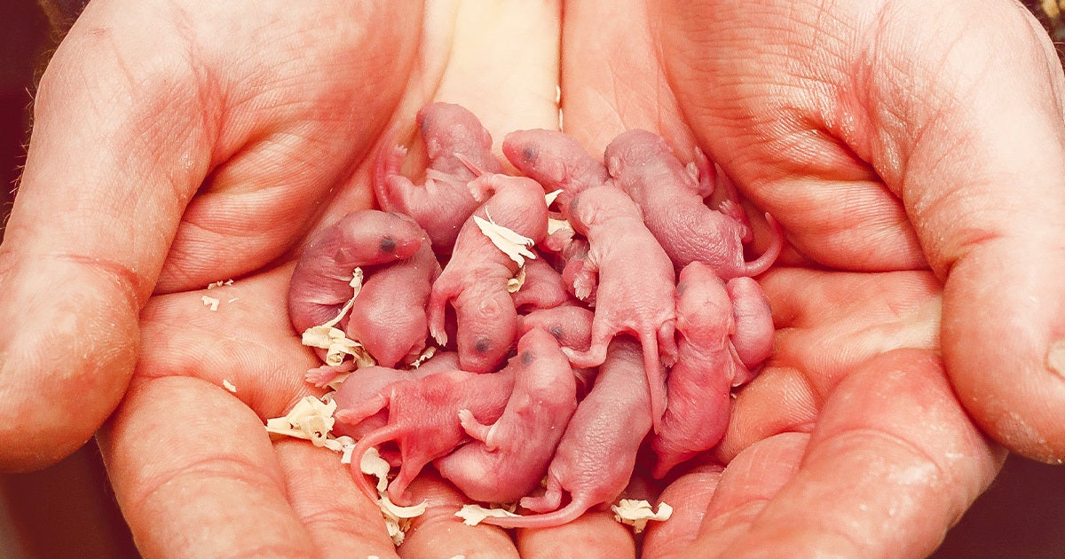 Per a new study, administering the drug rapamycin to mice everyday for the first 45 days of their lives % extends life expectancy by an average 10 percent.