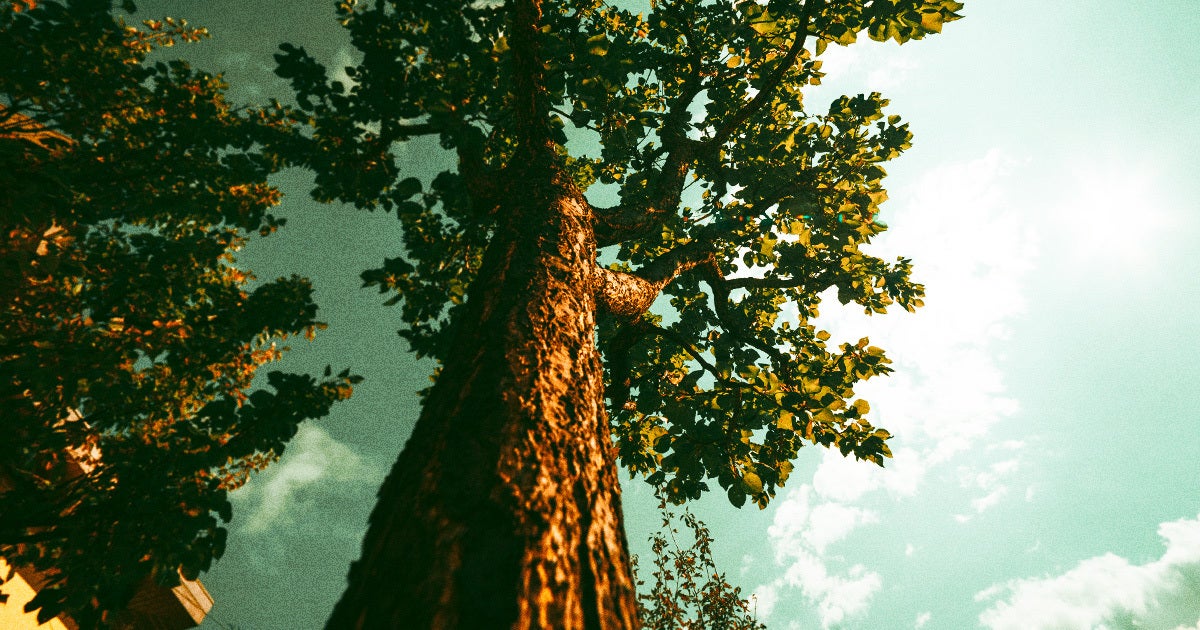 Amid concerns about rising emissions, scientists have discovered something weird — that trees appear to be growing faster as carbon dioxide levels rise.