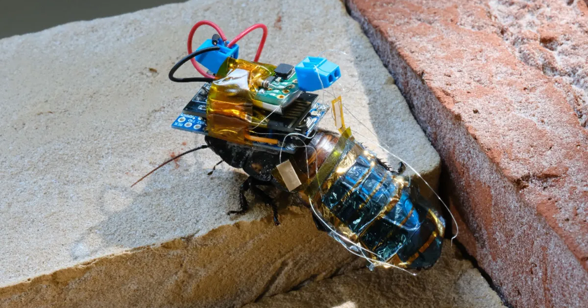Scientists have created remote controlled, cyborg cockroaches — which could one day aid during search and rescue missions or monitoring the environment.