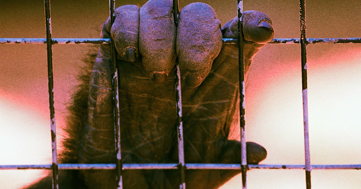 UC Davis is refusing to release a cache of grisly photos of the monkeys injured during experiments testing Elon Musk's Neuralink brain implant technology.