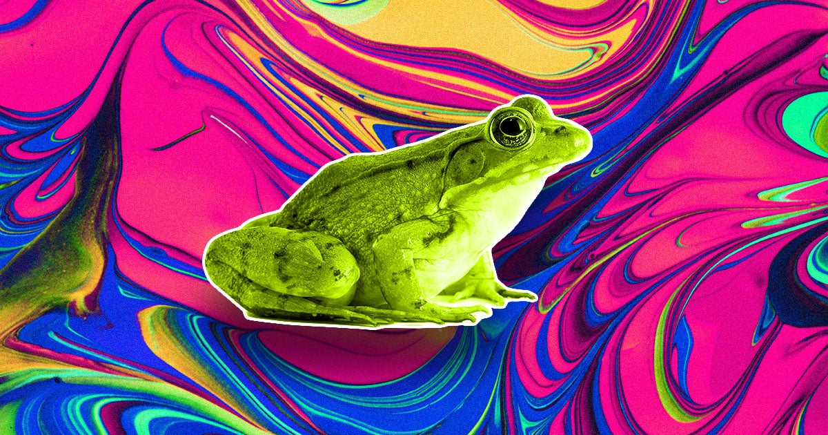 Evolution seems to have sped up near Chernobyl, where a small type of tree frog has changed substantially since the 1986 nuclear meltdown.