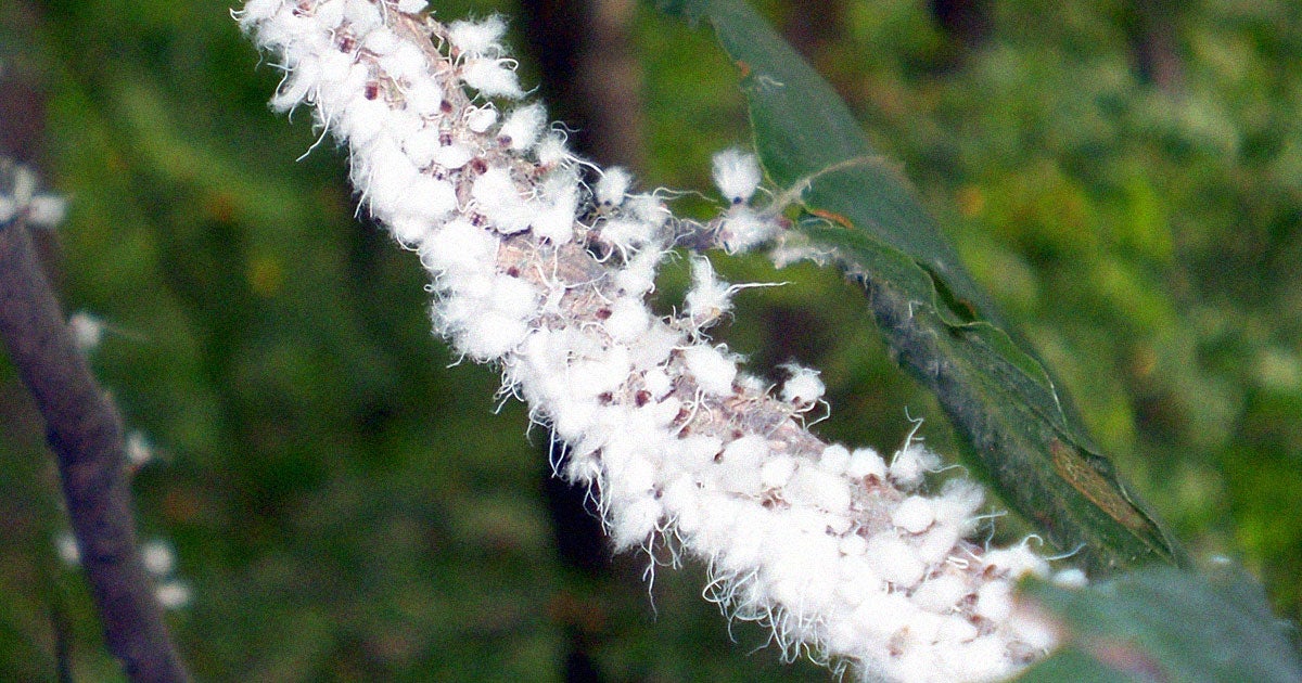 Your eyes do not deceive you. These dancing, fuzzy bugs are real, and, yes, they're shaking their rear ends in unison to keep you way.