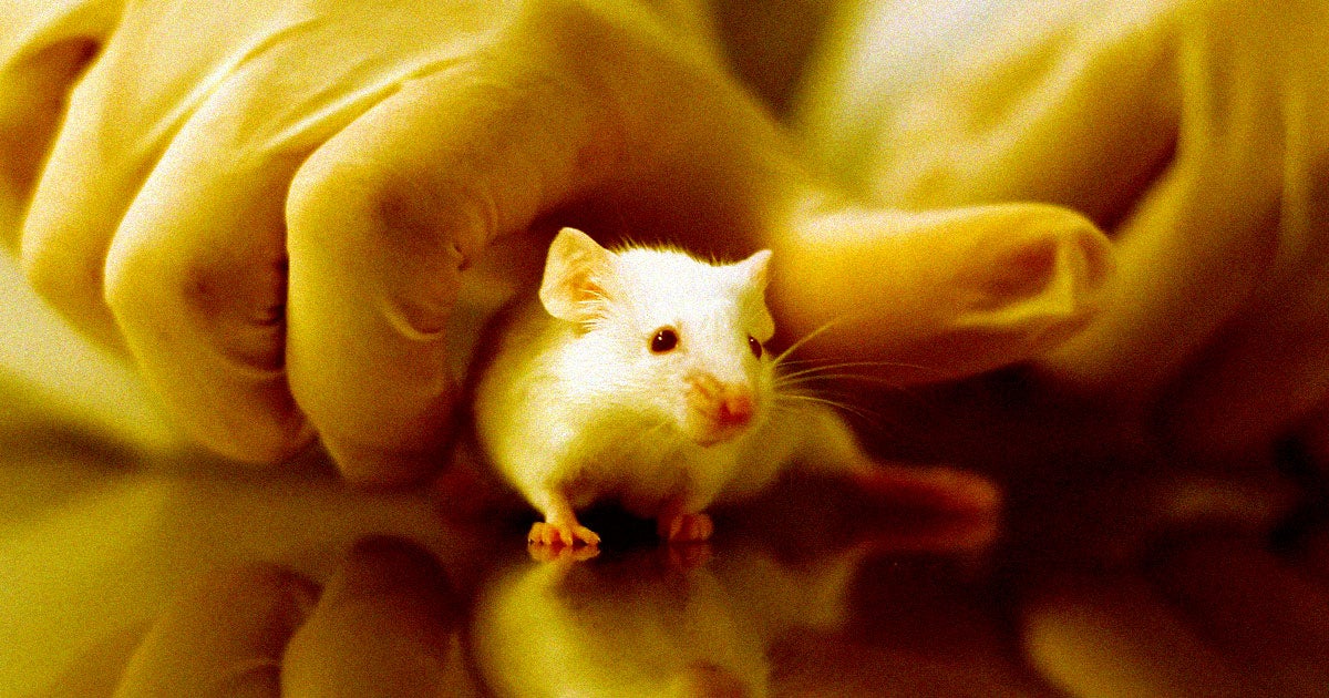 In a major neurological breakthrough, Stanford University scientists have successfully transplanted human brain cells into the brains of live rats.