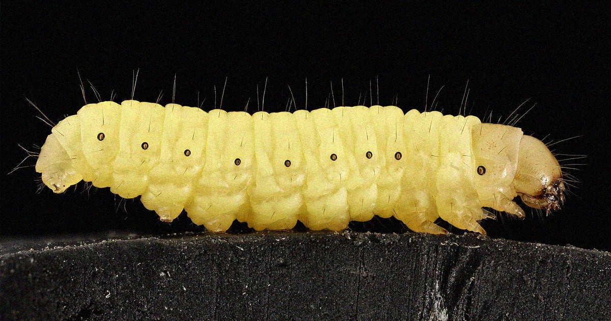Researchers have discovered that the saliva of wax worms can quickly break down polyethylene (PE), plastic that used in plastic bags.