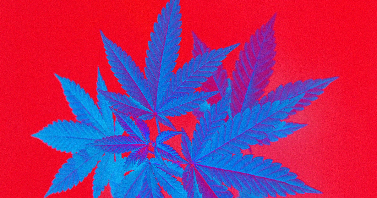 Israeli biotech company BioHarvest claims to have grown a powerful THC substance inside a bioreactor that is 12 times more potent.