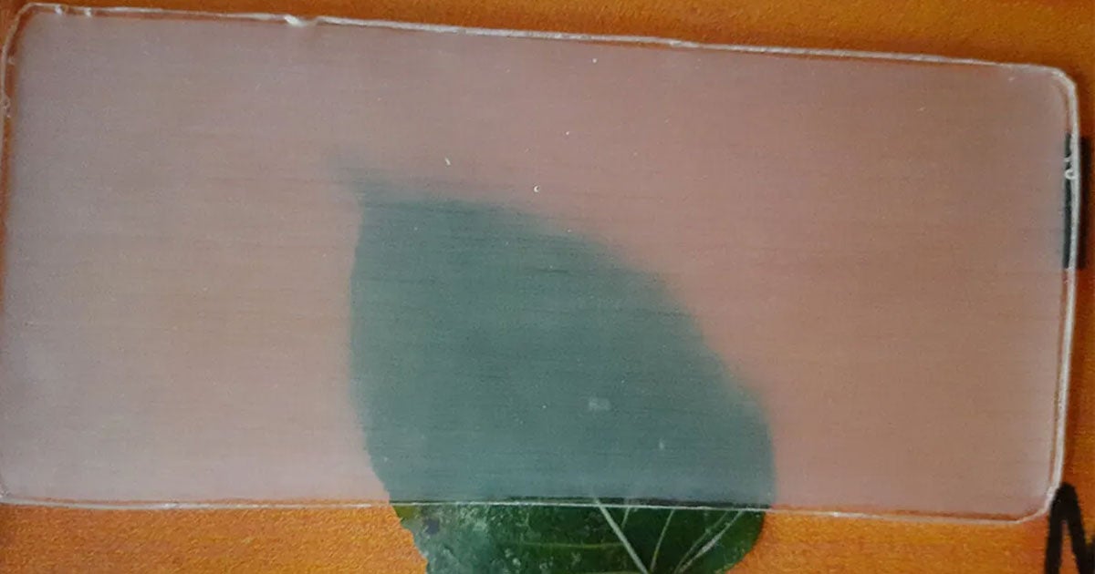 A team of researchers claim to have created a biodegradable and renewable alternative to both glass and plastic in the form of "transparent wood."
