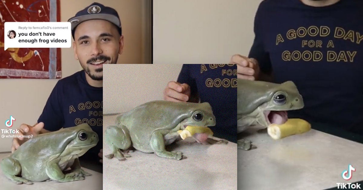 Dumpy, an Australian white frog, went viral this week for being delightfully enormous. But sadly, while we still absolutely stan, Dumpy isn't that big.